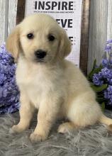 Puppies for sale golden retriever - Slovenia, Belgrade