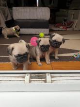 Puppies for sale pug - Germany, Bonn. Price 250 €