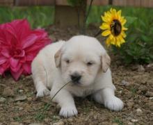 Puppies for sale golden retriever - United Kingdom, Perth