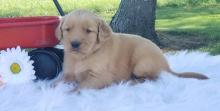 Puppies for sale golden retriever - Ukraine, Uzhgorod