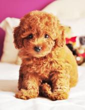 Puppies for sale toy-poodle - Greece, Thessaloniki. Price 10 €