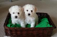 Puppies for sale bichon - Slovenia, Belgrade. Price 10 €