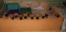Puppies for sale bullmastiff - Czech Republic, Brno. Price 10 €