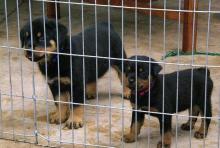 Puppies for sale rottweiler - Finland, Helsinki. Price 21 €