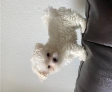 Puppies for sale maltese - Sweden, Vesteros
