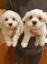 Puppies for sale maltese - United Kingdom, Perth