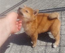 Puppies for sale , shiba inu - Ireland, Cork