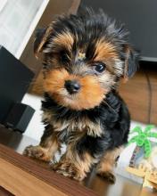 Puppies for sale yorkshire terrier - Ireland, Cork