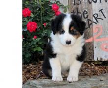 Puppies for sale australian shepherd - Ireland, Cork