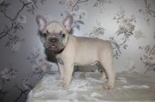 Puppies for sale french bulldog - Slovakia, Luhacovice. Price 350 €