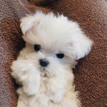 Puppies for sale maltese - Kyrgyzstan, Bishkek