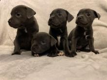 Puppies for sale american staffordshire terrier - Slovakia, Dunajska Streda. Price 400 €