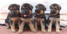 Puppies for sale german shepherd dog - Estonia, Sillamyae