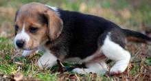 Puppies for sale beagle - Slovenia, Draguvats