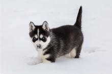 Puppies for sale haski - Lithuania, Birzai