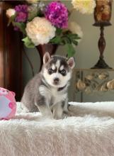 Puppies for sale , siberian husky - Belarus, Maladzyechna