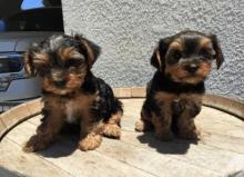 Puppies for sale yorkshire terrier - Hungary, Pech