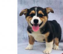 Puppies for sale , pembroke welsh corgi - Sweden, Norcheping