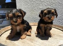 Puppies for sale yorkshire terrier - Azerbaijan, Sumgait