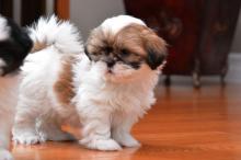 Puppies for sale shih tzu - Finland, Pori