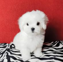 Puppies for sale maltese - Finland, Pori