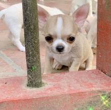 Puppies for sale chihuahua - Spain, Segovia