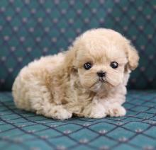 Puppies for sale poodle - Turkmenistan, Ashgabat