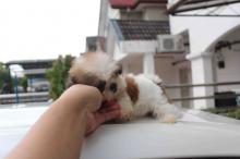 Puppies for sale shih tzu - Luxembourg, Luxembourg