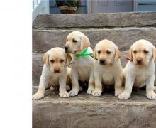 Puppies for sale labrador retriever - Ireland, Dublin