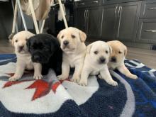 Puppies for sale labrador retriever - Ukraine, Poltava