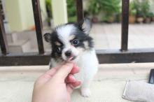 Puppies for sale chihuahua - Cyprus, Nicosia