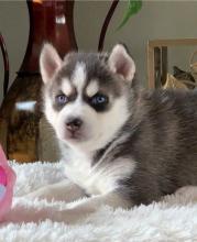 Puppies for sale , siberian husky - Finland, Pori