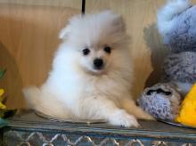 Puppies for sale pomeranian spitz - Slovakia, Pardubice