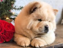 Puppies for sale chow chow - Uzbekistan, Andijan