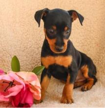 Puppies for sale miniature pinscher - Czech Republic, Prague