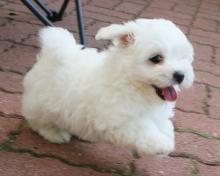 Puppies for sale , coton de tulear - Finland, Helsinki. Price 10 €