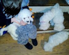 Puppies for sale bichon - Czech Republic, Presov. Price 250 €