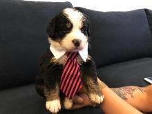 Puppies for sale bernese mountain dog - Hungary, Budapest. Price 250 €