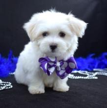 Puppies for sale maltese - Cyprus, Nicosia. Price 10 €