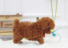 Puppies for sale toy-poodle - Latvia, Riga