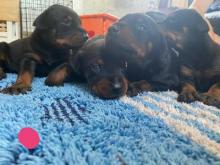 Puppies for sale doberman - Finland, Helsinki