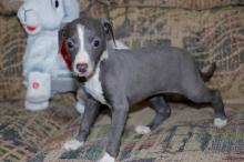 Puppies for sale italian greyhound - Czech Republic, Prague