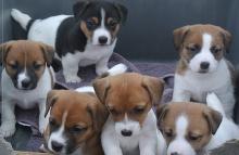 Puppies for sale jack russell terrier - Greece, Athens