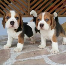 Puppies for sale beagle - Denmark, Aalborg