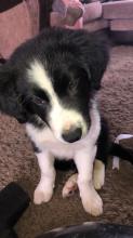 Puppies for sale border collie - Hungary, Budapest. Price 250 €