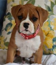 Puppies for sale boxer - Latvia, Cesis