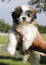 Puppies for sale shih tzu - Greece, Heraklion. Price 21 €