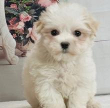 Puppies for sale maltese - Russia, Penza