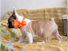 Puppies for sale french bulldog - Bulgaria, Pleven