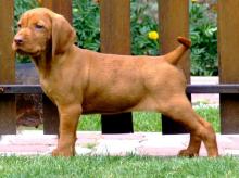 Puppies for sale other breed, vizsla - Ukraine, Kiev